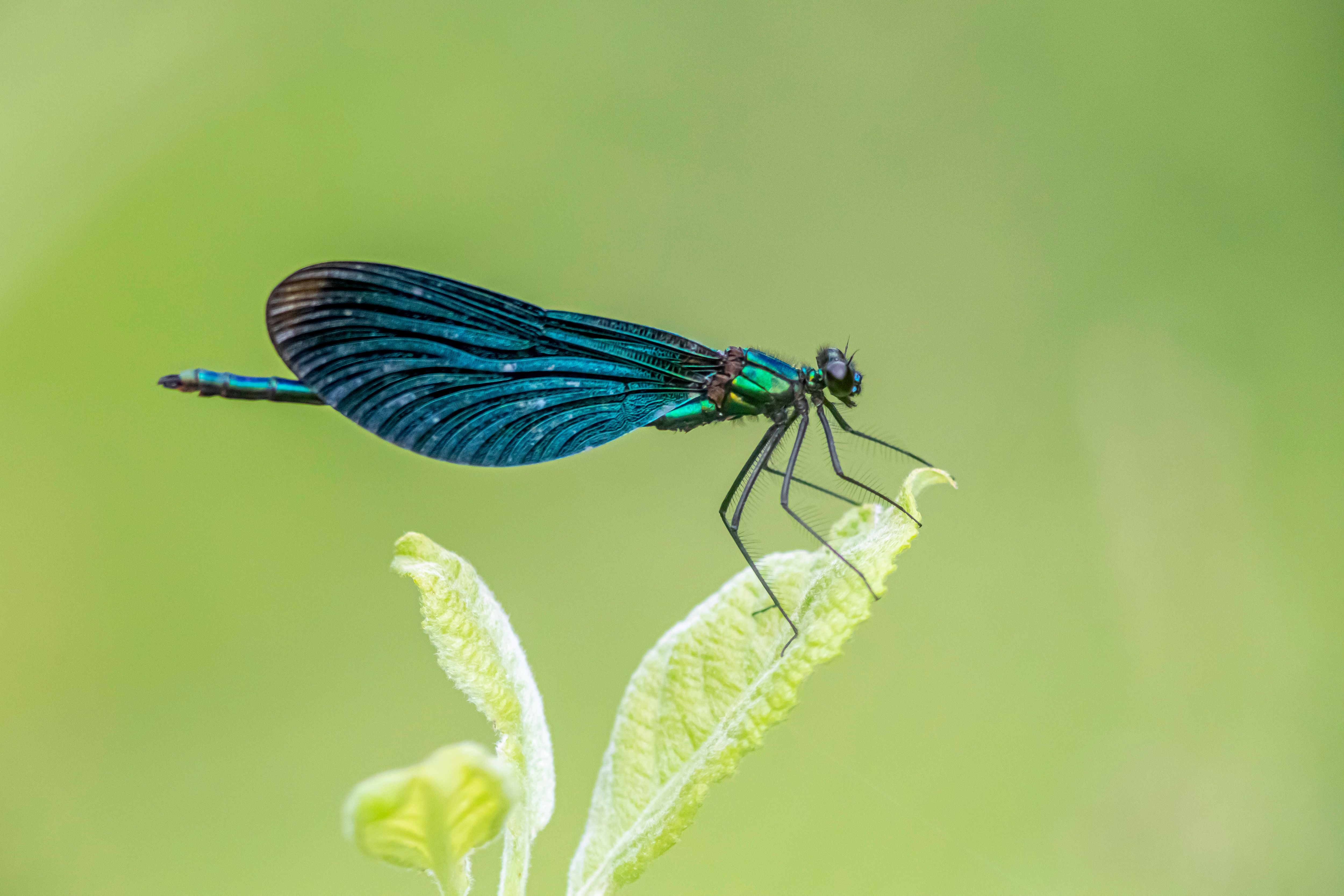 Teal Dragonfly on a Green Leafed Plant during Daytime · Free Stock Photo