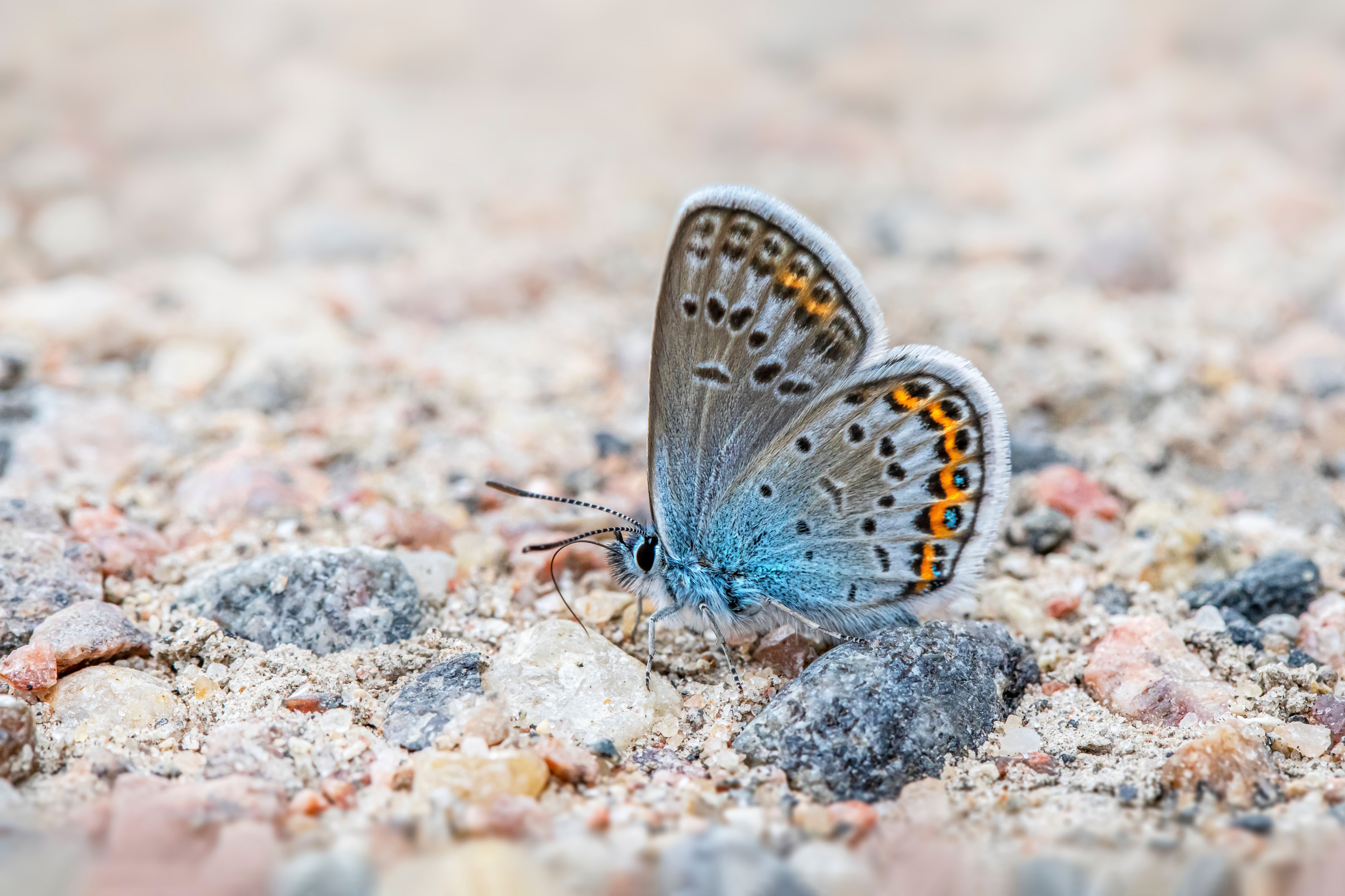 A blue butterfly sitting on the ground with rocks · Free Stock Photo