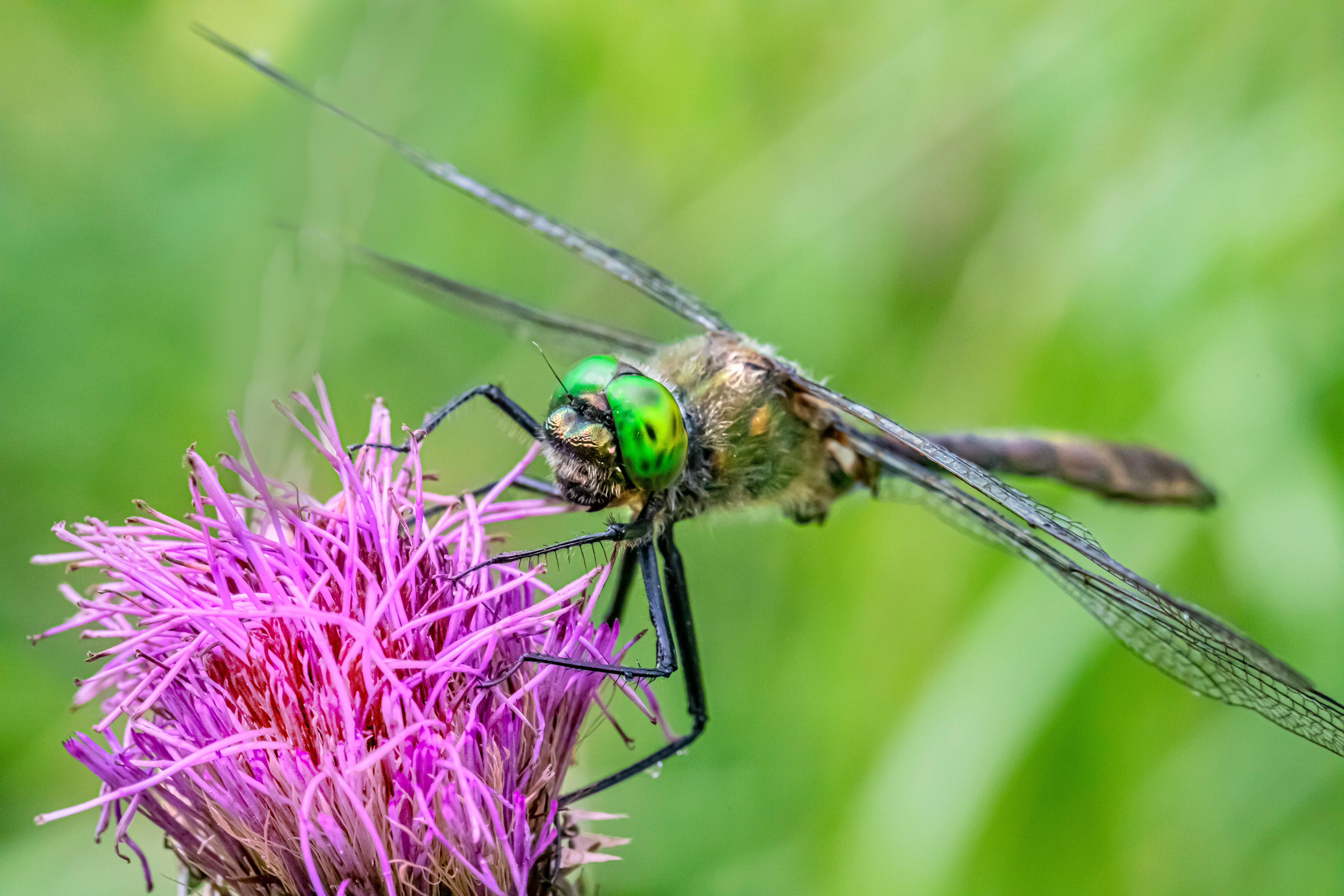 a green dragonfly is perched on a purple flower