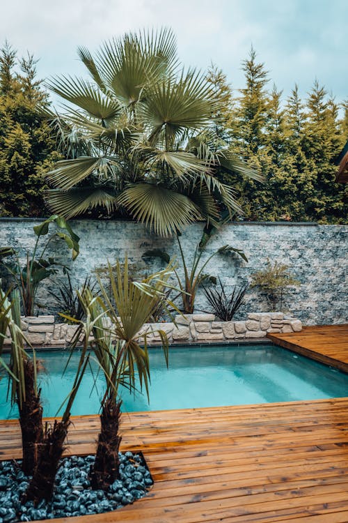 View of Palm Trees around a Swimming Pool 