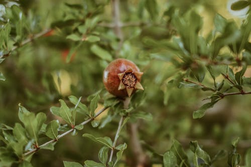 Leaves around Pomegranate Fruit