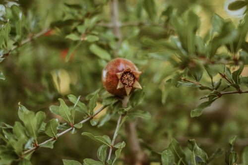 Free A vibrant close-up of a fresh pomegranate hanging amidst lush green branches, showcasing nature's beauty. Stock Photo