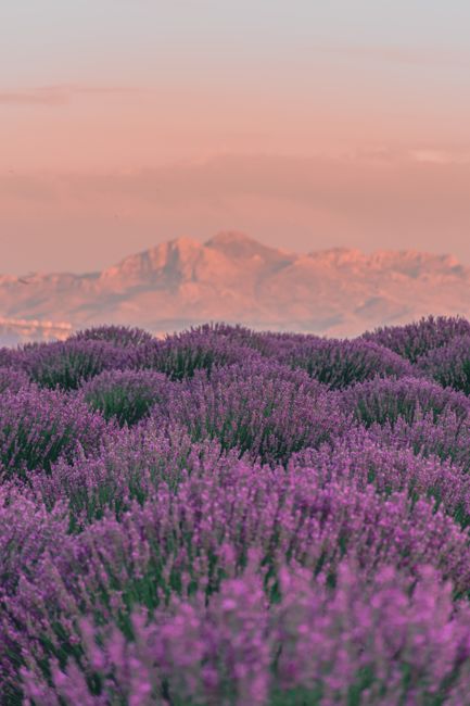 Beautiful lavender fields stretch out with scenic mountains in the backdrop, captured during a vivid sunset.