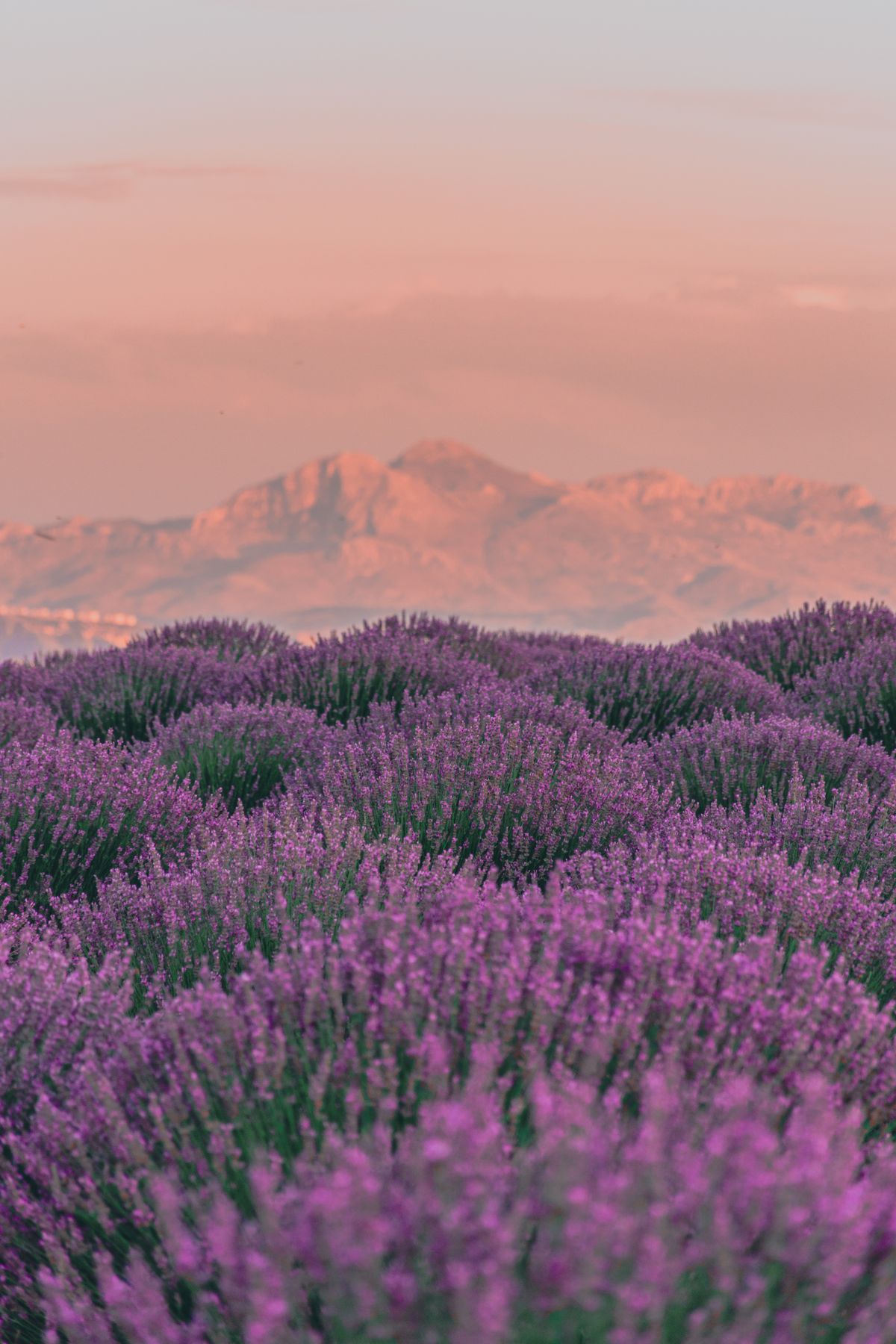 Lavender and mountains at sunset