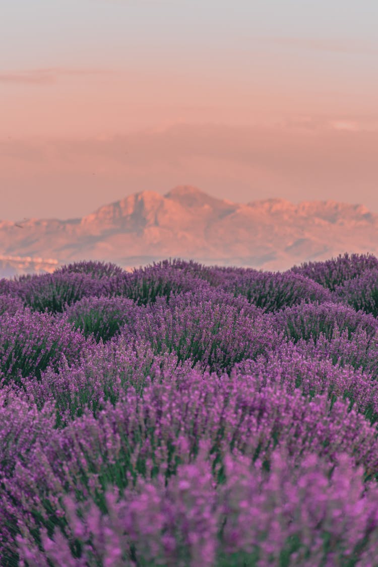 A Lavender Field And Mountains In The Background At Sunset