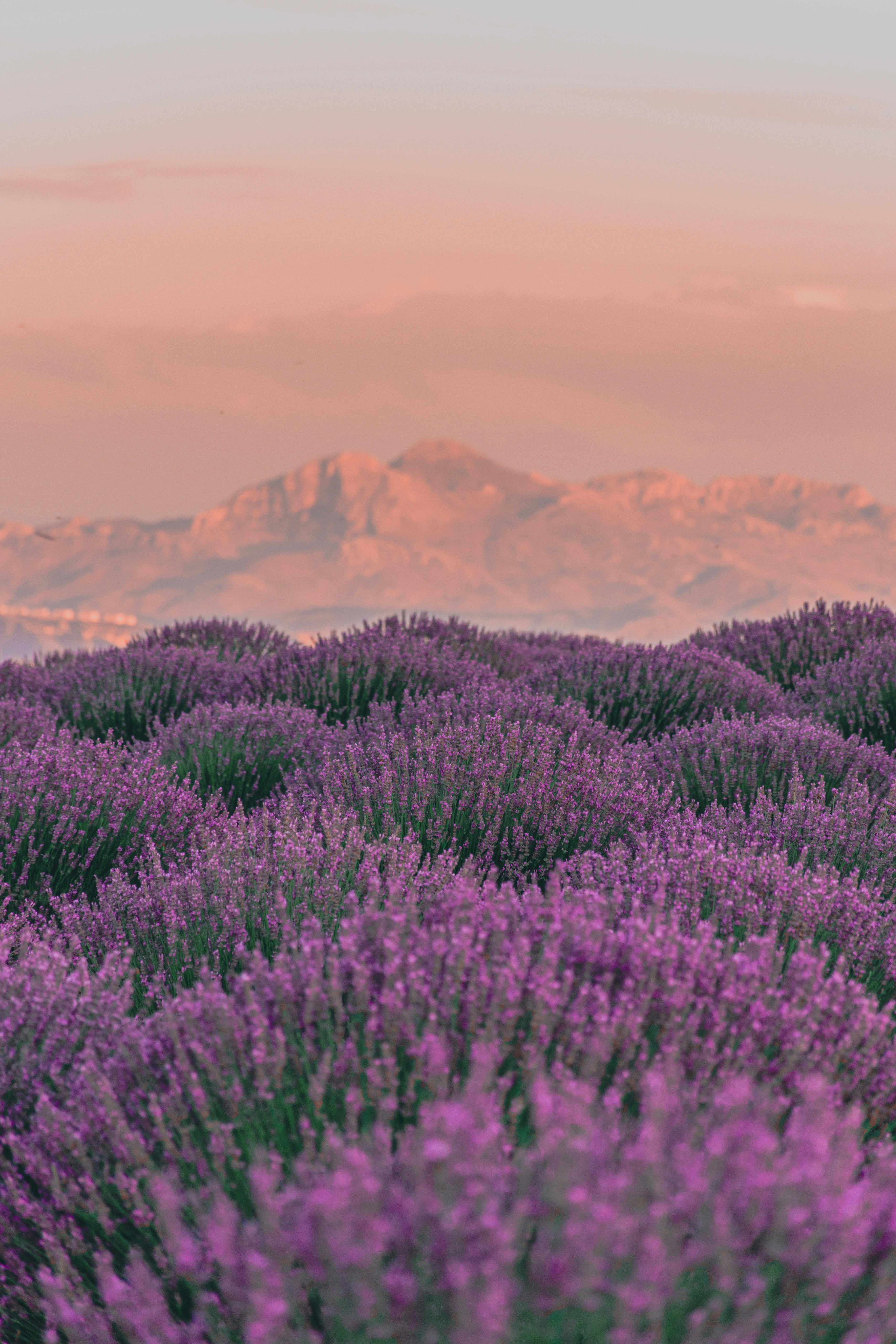 lavender field background