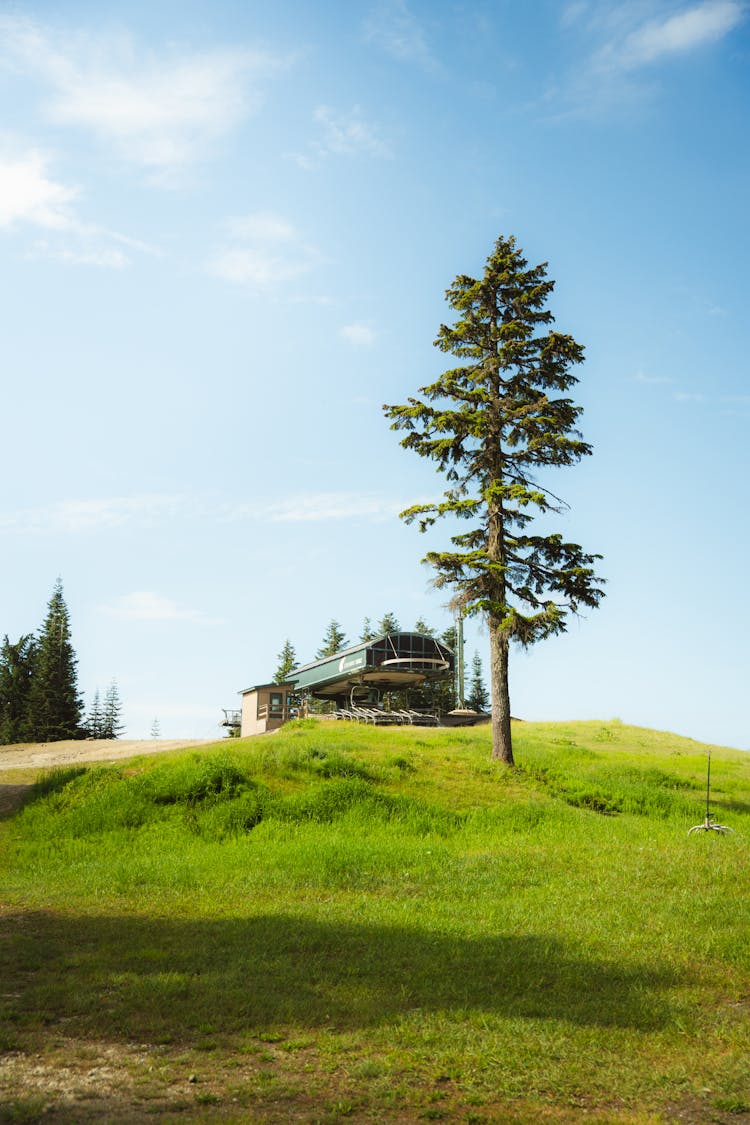 Single Tree And Building On Hill