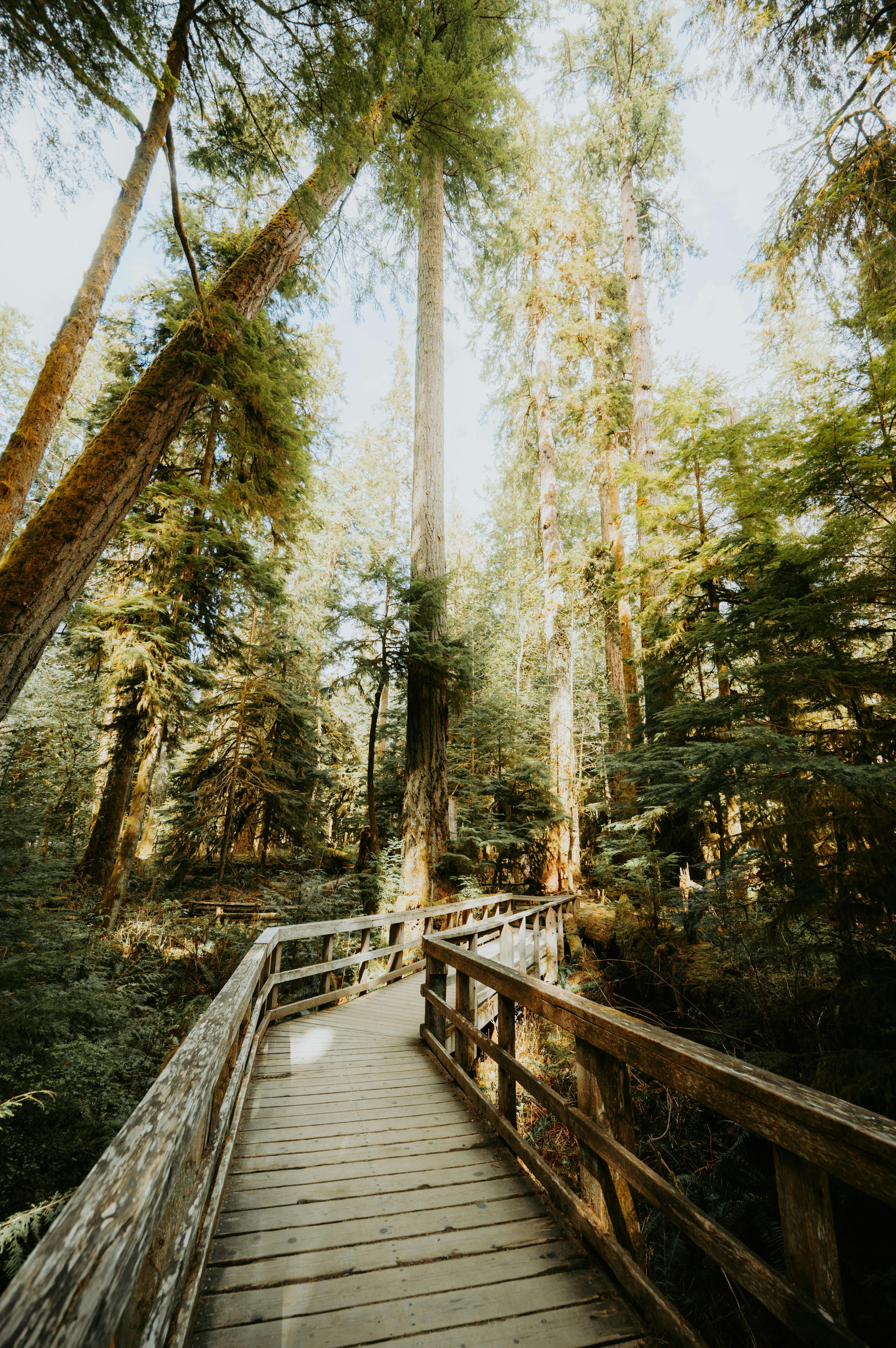 Idyllic wooden path through a sunlit forest, perfect for serene walks.