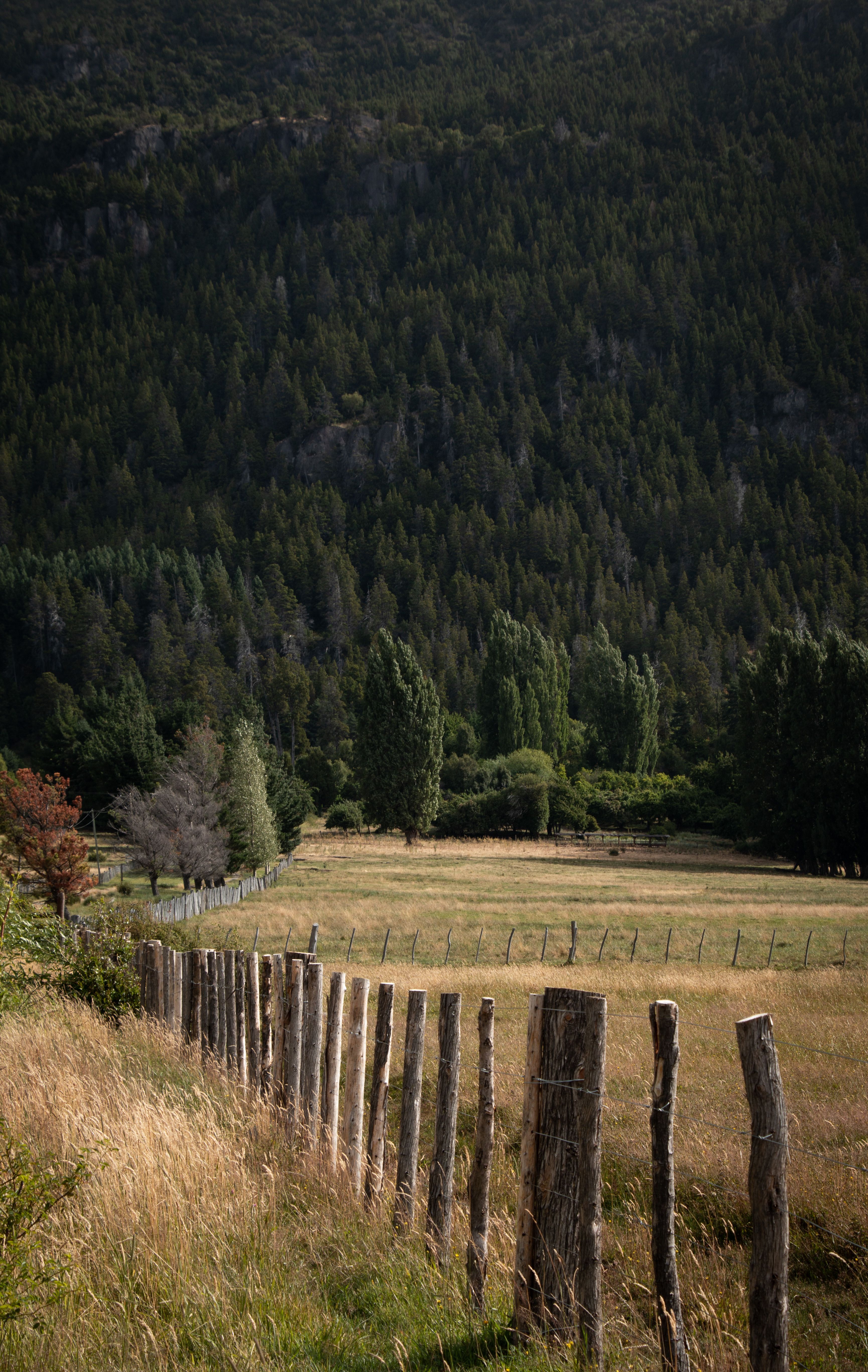 Fotomural Vista escénica de un campo rural bordeado por una cerca de madera y una ladera cubierta de árboles.