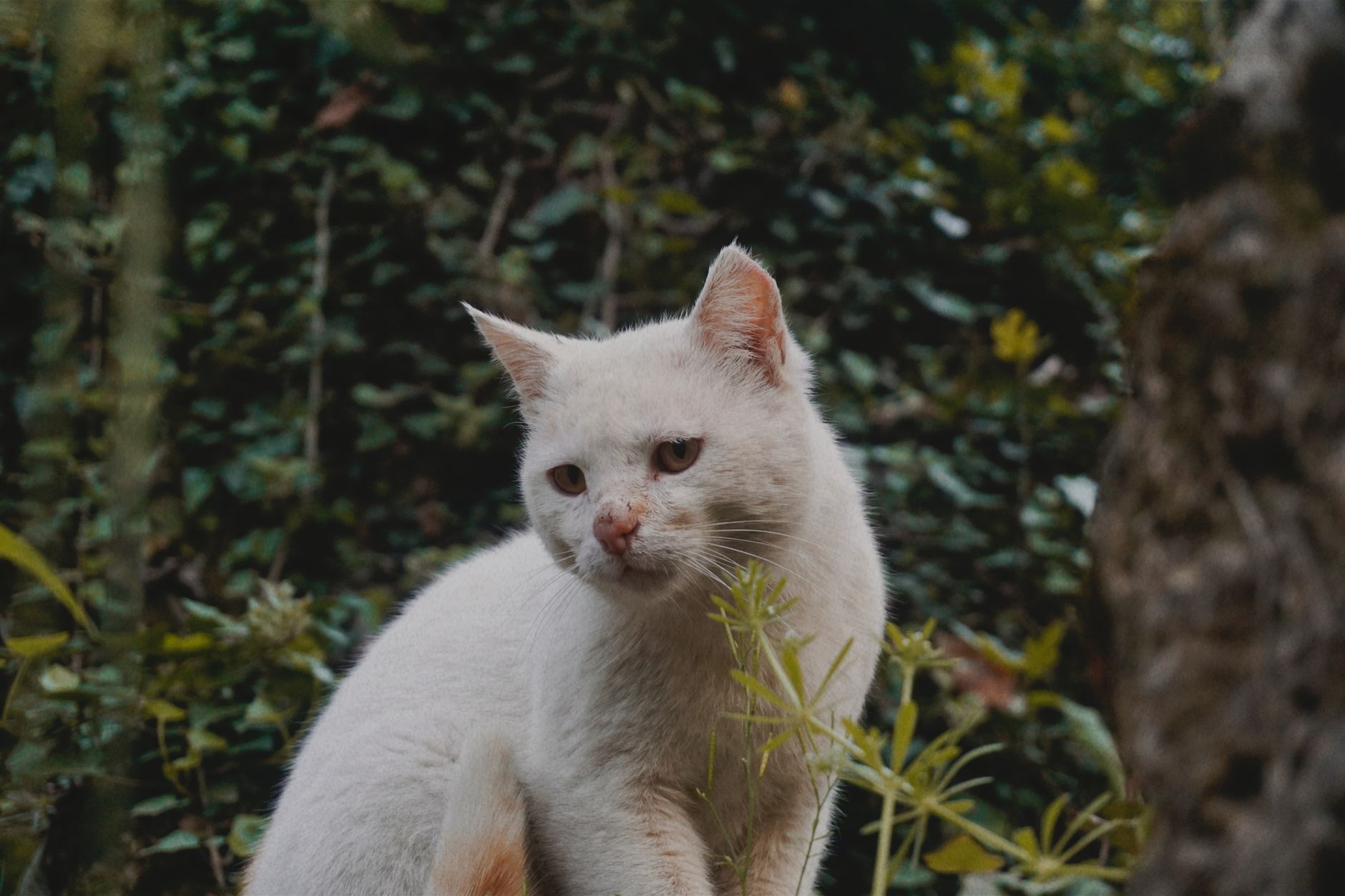 Portrait of a cat at a veterinary clinic