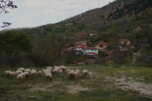 Free A peaceful scene of sheep grazing near a picturesque mountain village. Stock Photo