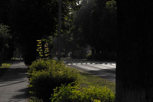 A serene urban street lined with lush green foliage and trees, showcasing summer's natural beauty.
