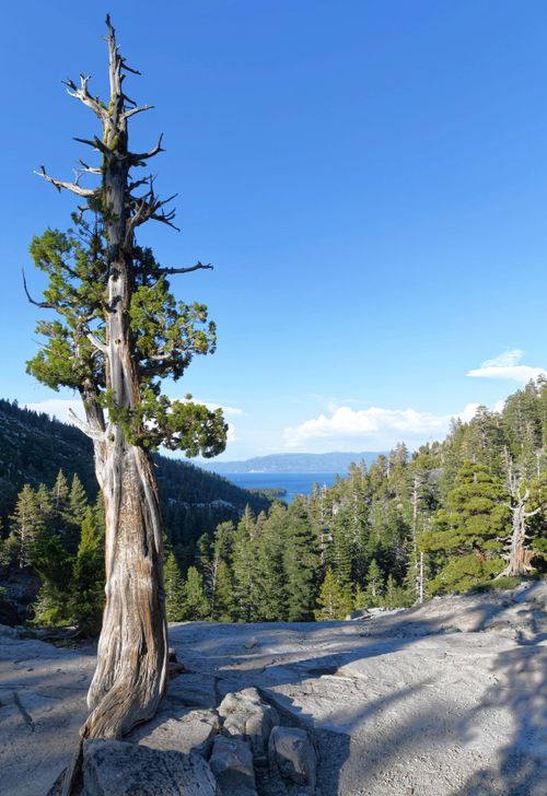 Free A solitary pine tree stands on a mountain landscape, overlooking a vast evergreen forest with clear skies. Stock Photo