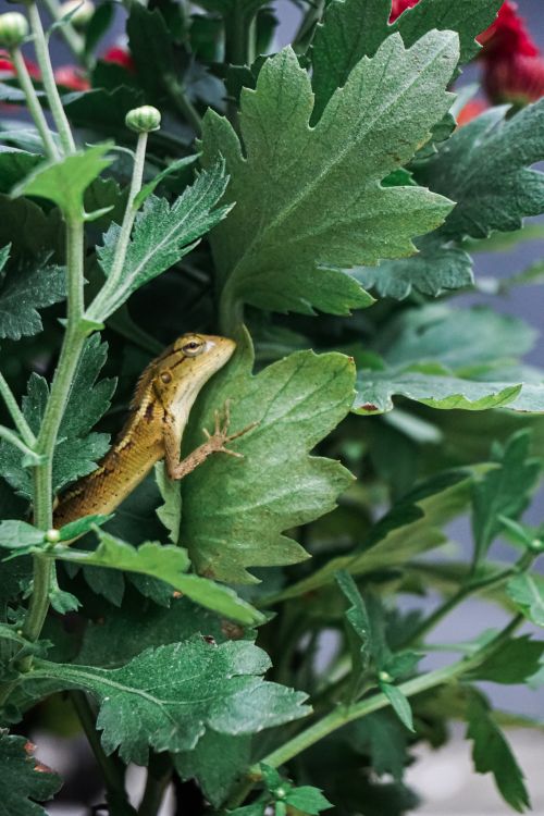 Free garden chameleon on plant leaf Stock Photo