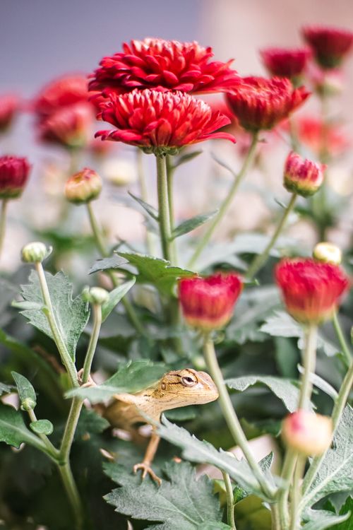 Free garden chameleon on plant leaf Stock Photo