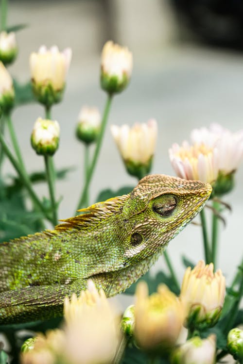 Close-up of a Chameleon between Flowers