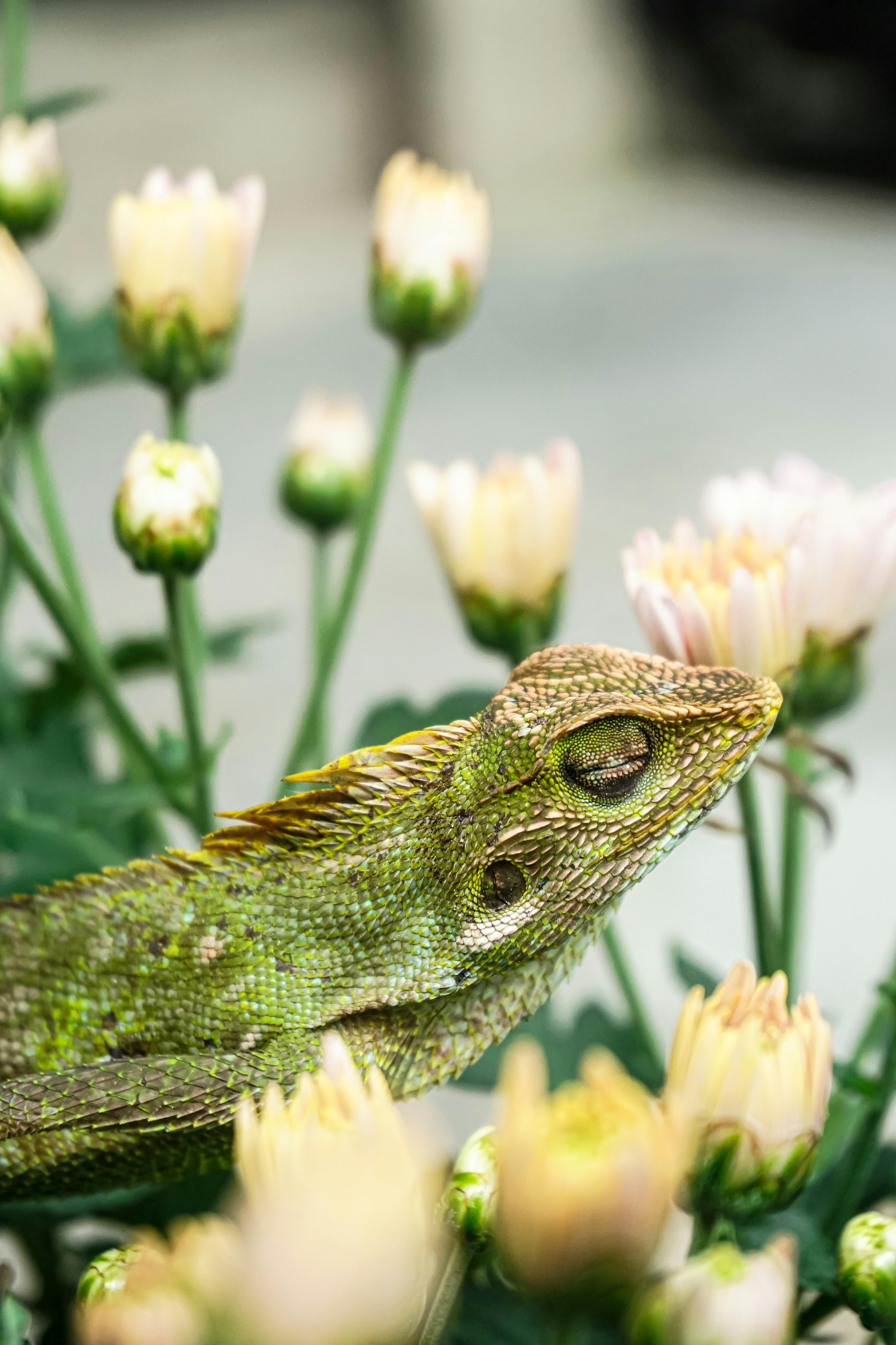 Exotic Monkey from Philippines · Free Stock Photo