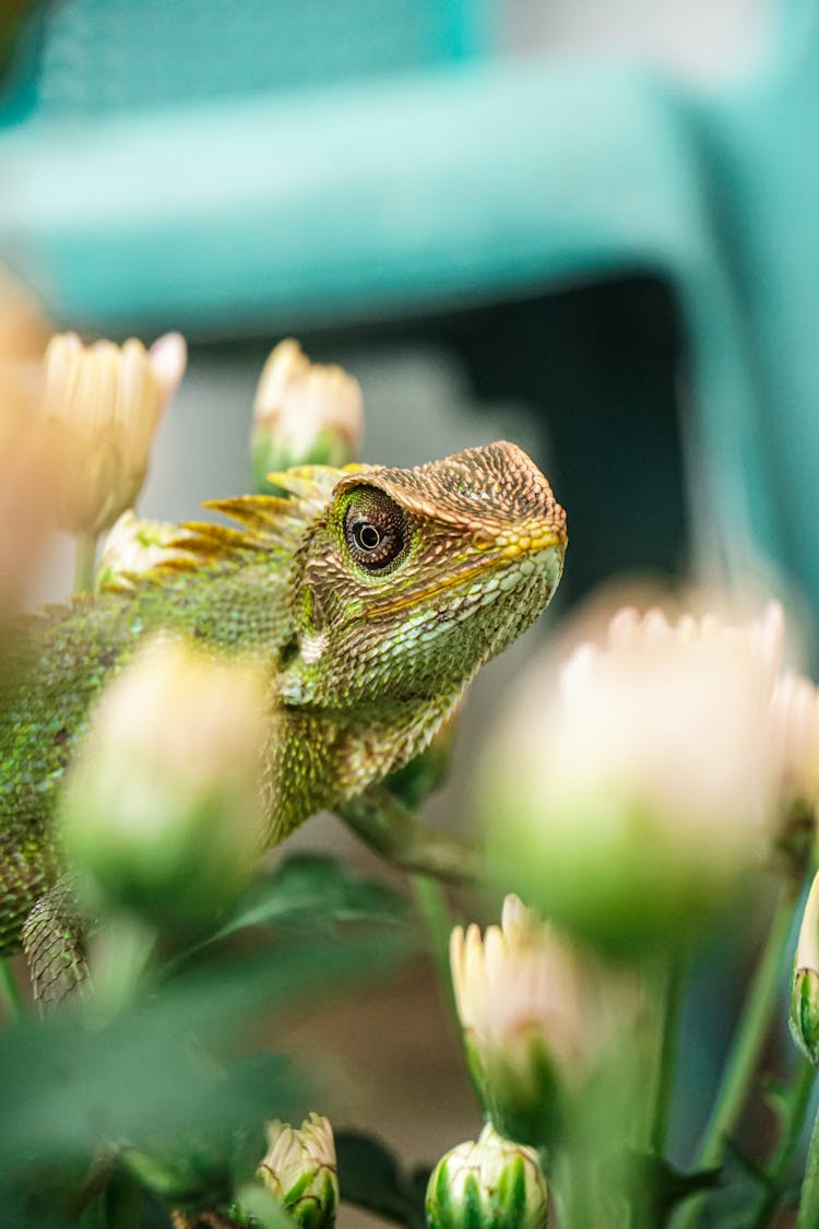 Chameleon Among Flowers