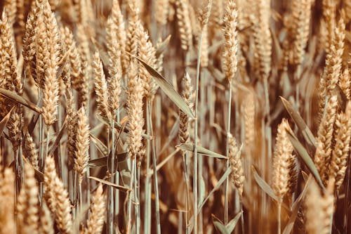 Безкоштовне стокове фото на тему «зерно, зростання, Пшениця»