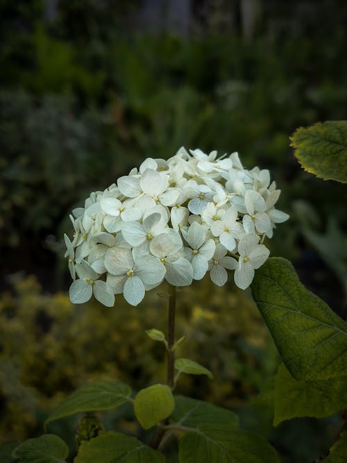 Close-up of a White Hydrangea in a Garden 