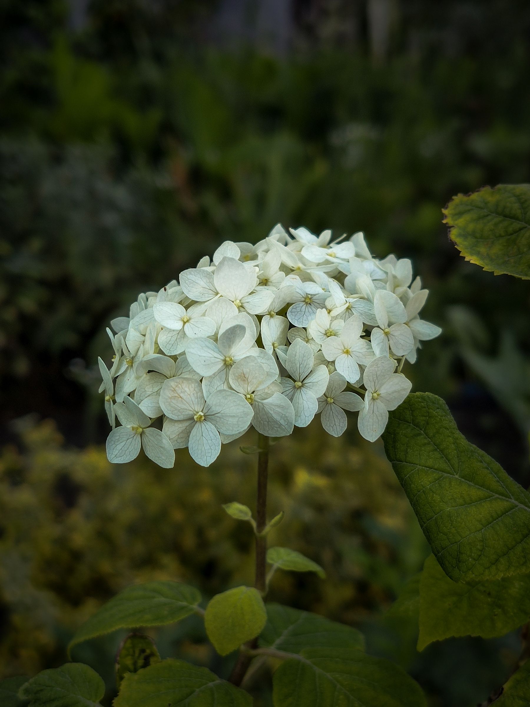 White panicle hydrangea blooms White panicle hydrangea flower clusters
