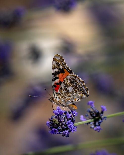 Butterfly on Flower