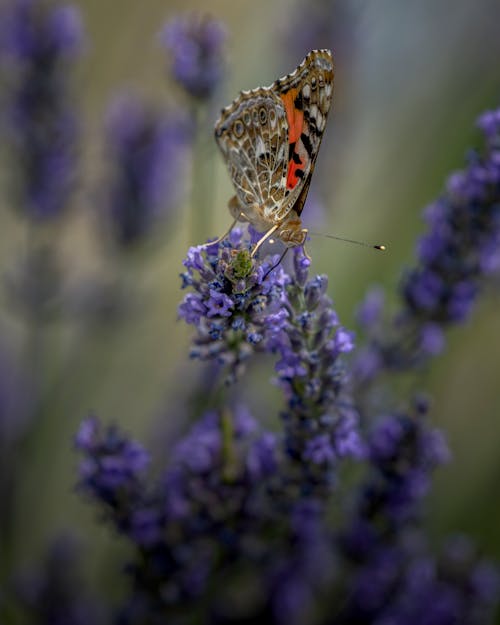 Butterfly on Lavender