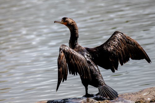 Foto stok gratis alam, burung, burung kormoran jambul ganda