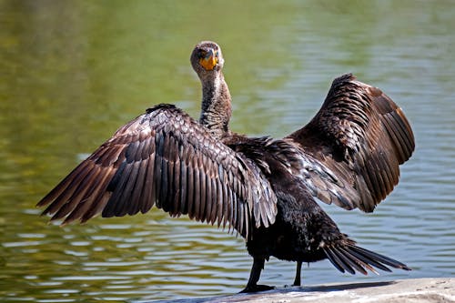 Close-up of a Cormorant Standing by the Water with Spread Wings 