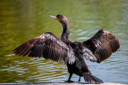 Close-up of a Cormorant Standing by the Water with Spread Wings