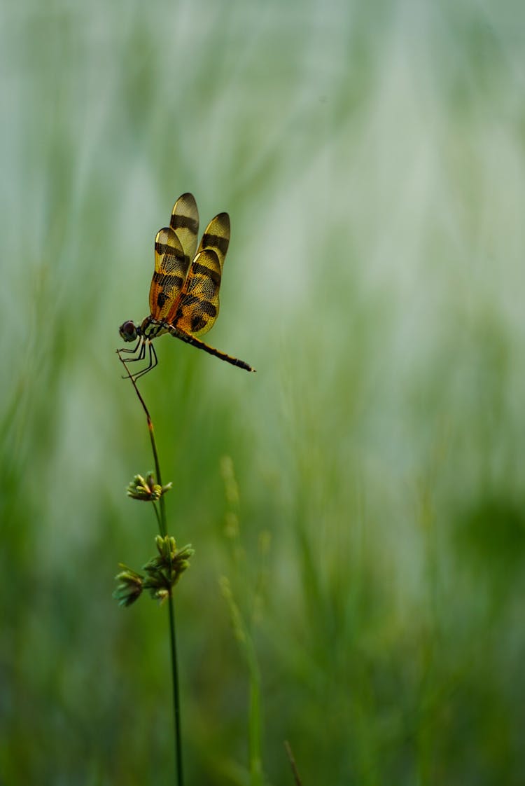 Dragonfly On Plant