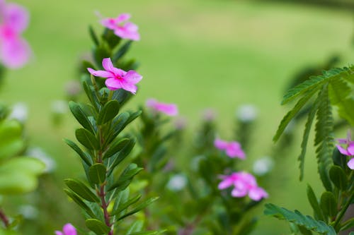 Gratis lagerfoto af blomst, grøn, hd