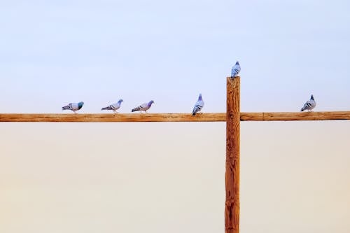 Pigeons Sitting on Wooden Poles 