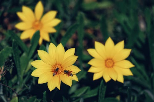 Бесплатное стоковое фото с ботаника, выборочный фокус, желтый цветок
