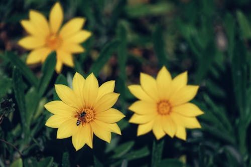 Foto stok gratis alam, berbunga, bunga kuning
