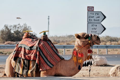 Бесплатное стоковое фото с бедуин, верблюд, пустыня