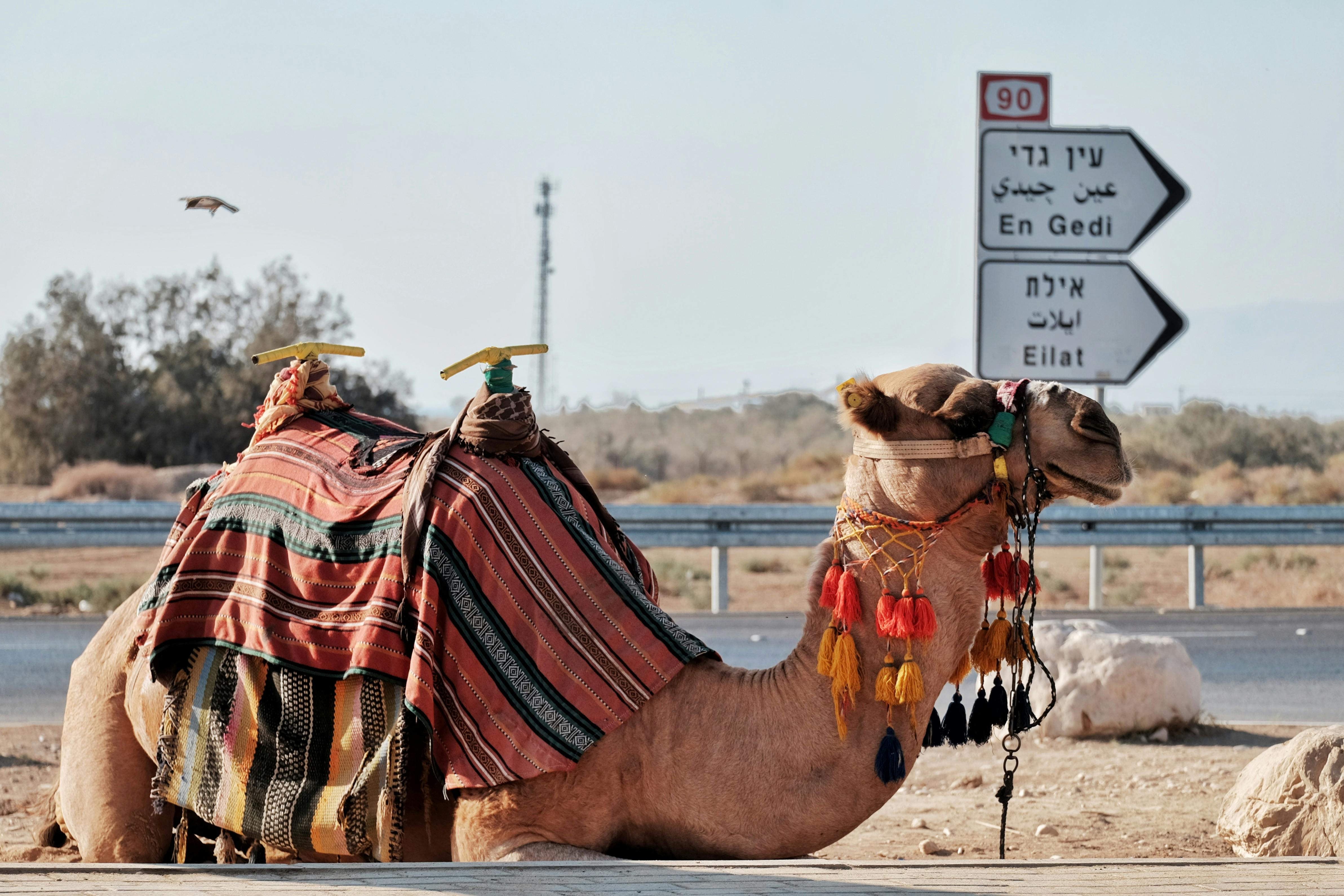 Camel bag hi-res stock photography and images - Alamy