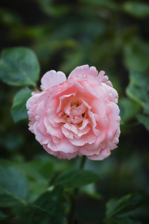 Free A beautiful pastel pink rose in full bloom with rich green leaves and soft petals. Stock Photo