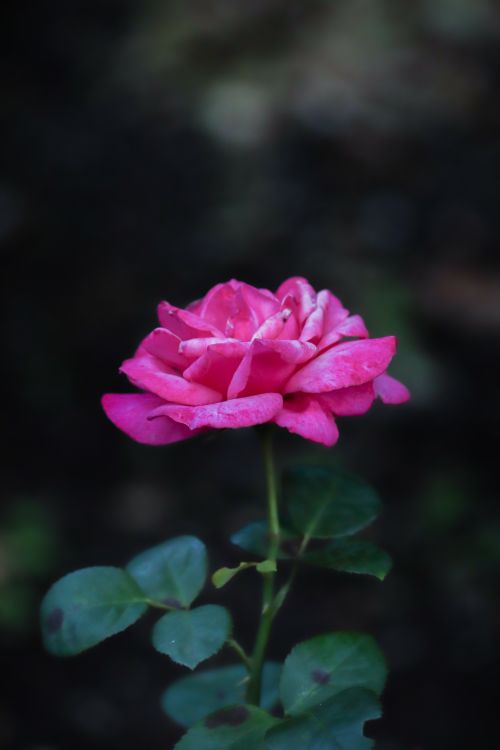 Free A vibrant pink rose in full bloom, capturing its delicate petals and natural beauty. Stock Photo