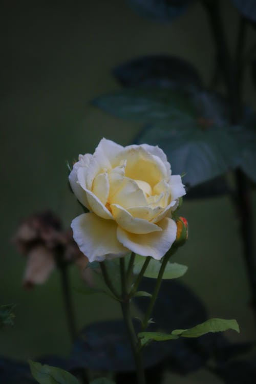 Close-up of a Rose in the Garden 