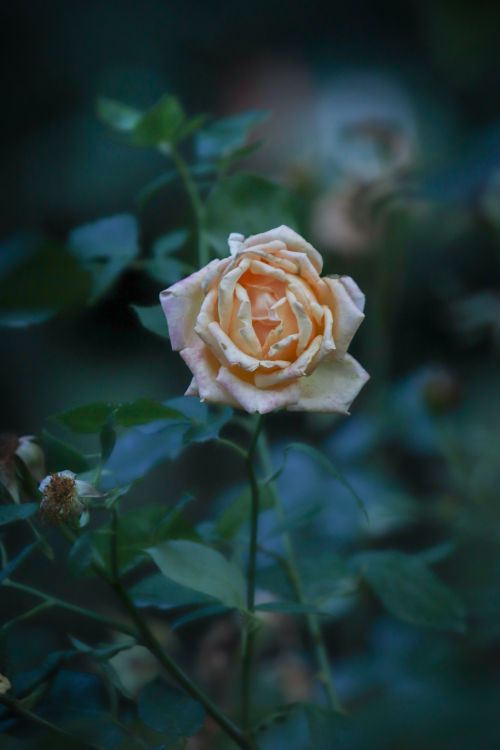 Free Close-up of a blooming peach rose amidst lush green leaves, showcasing nature's elegance. Stock Photo