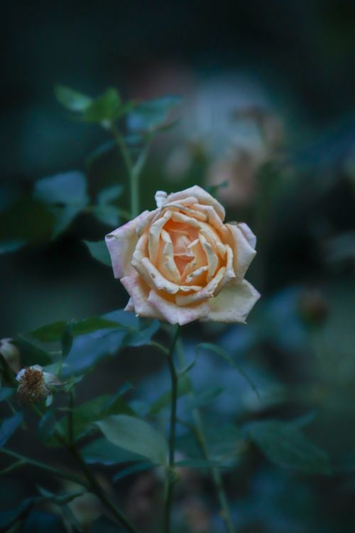 Free Close-up of a vibrant yellow rose blooming in a garden, showcasing nature's beauty. Stock Photo