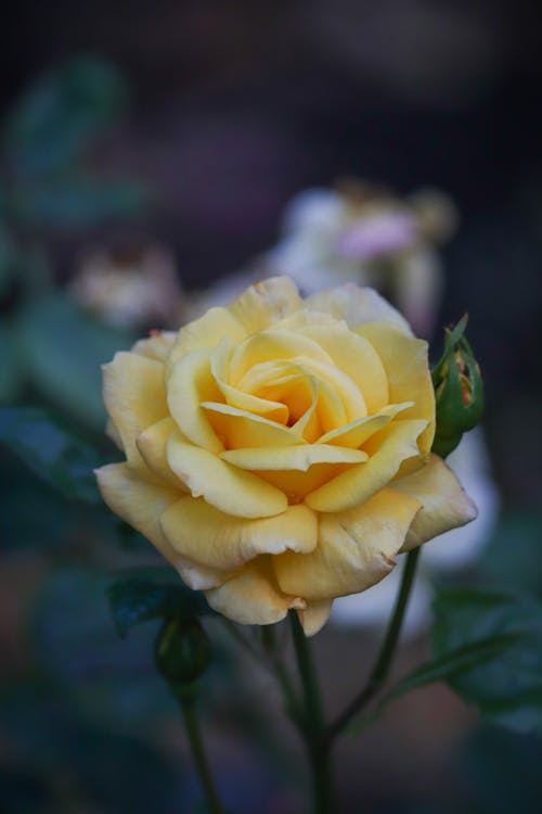 Close-up of a Yellow Rose in the Garden