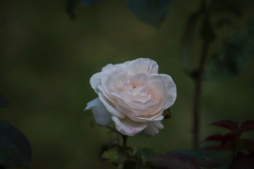 Close-up of a White Rose in the Garden
