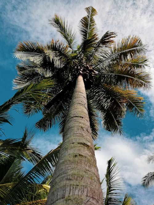 Ingyenes stockfotó alacsony szögű fényképezés, ég, fa témában