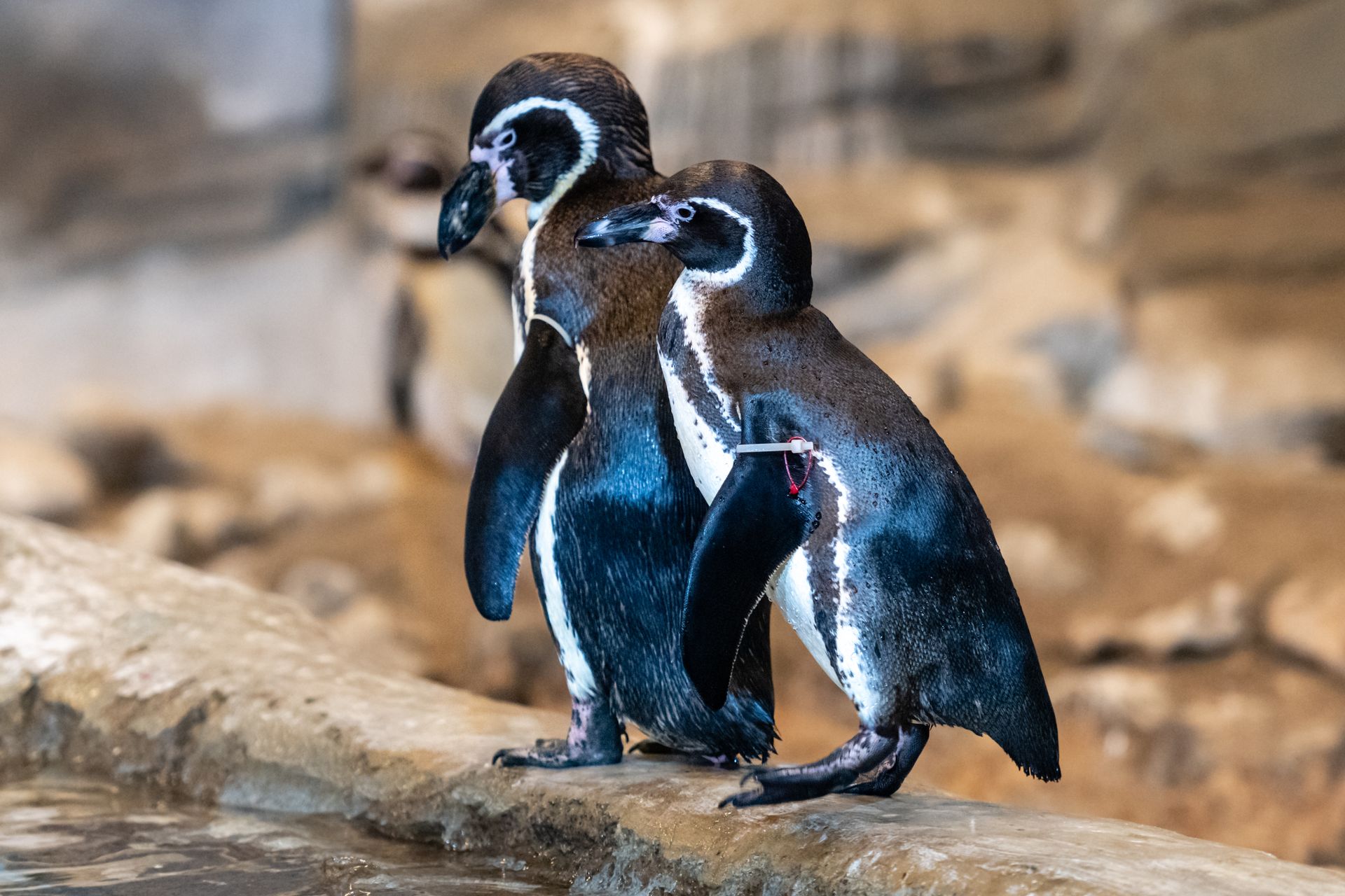 Two Humboldt penguins standing side by side on a rock in a naturalistic setting, showcasing their unique patterns.