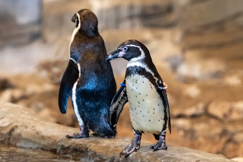 Close-up of Penguins at the Zoo 