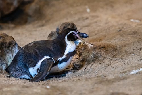 Ilmainen kuvapankkikuva tunnisteilla eläinkuvaus, hiekka, humboldt pingviini