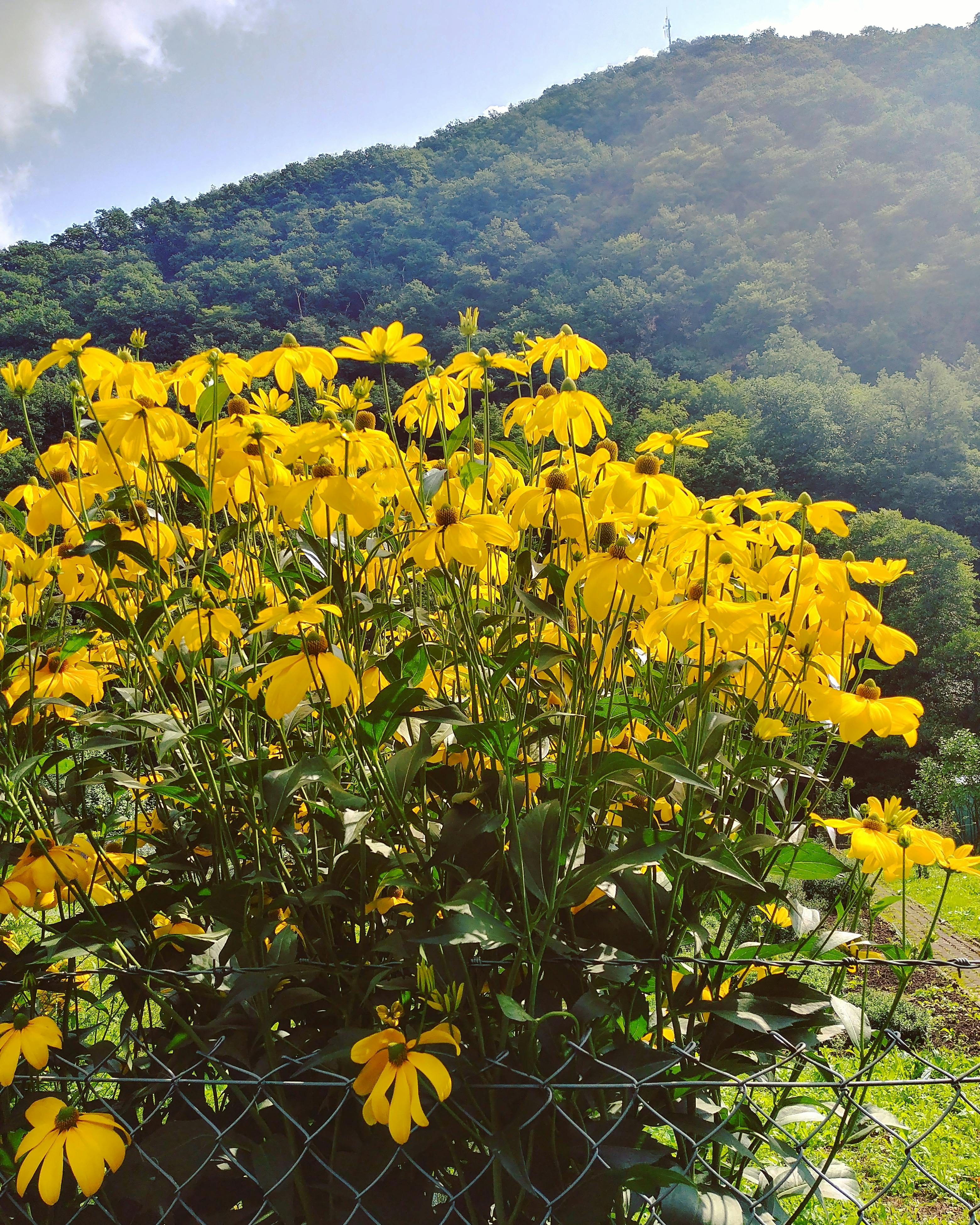 夏 黄色い花の無料の写真素材