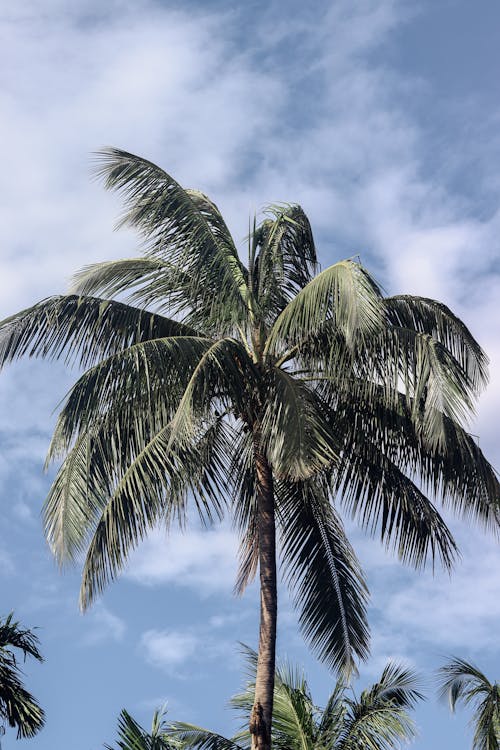 Palm Tree against Clouds and Blue Sky